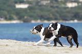 BOSTON TERRIER 307